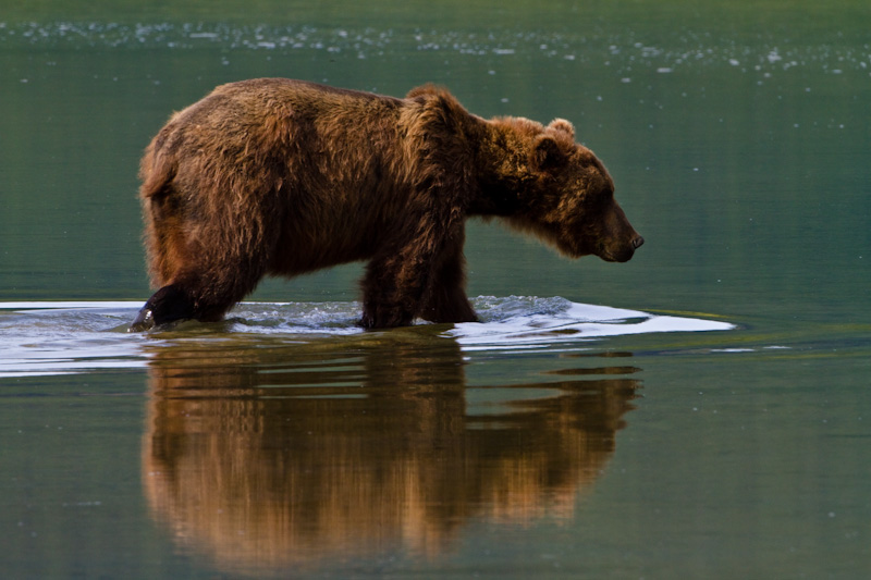 Grizzly Bear Reflected In Shallows